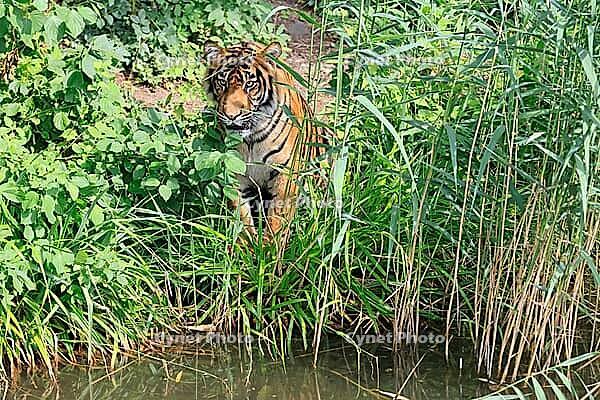 Sumatran tiger (Panthera tigris sumatrae), adult, by the water, alert, Sumatra [IBR125437974]