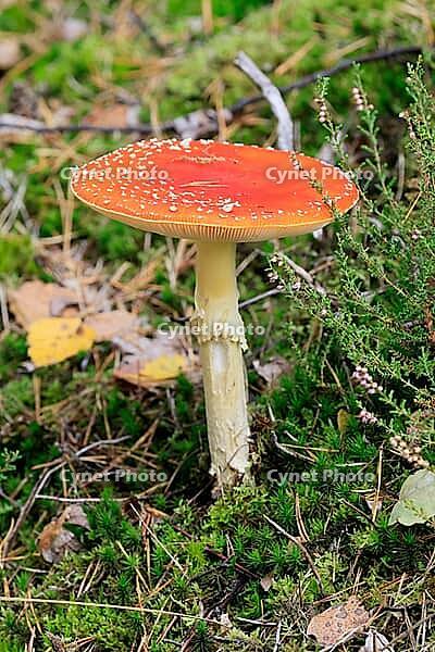 Fly agaric (Amanita muscaria), red fly agaric, poisonous, mushroom species, autumn, Palatinate Forest, Rhineland-Palatinate, Germany [IBR125437975]