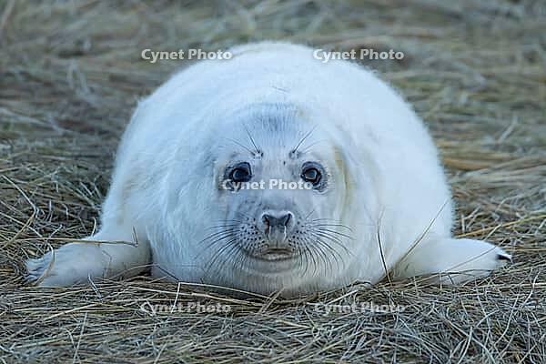 Atlantic grey seal (Halichoerus grypus) juvenile baby pup animal resting on sand dunes on a beach, England, United Kingdom [IBR125437976]