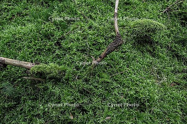 Moss am Waldboden, Emsland, Lower Saxony, Germany [IBR125437977]