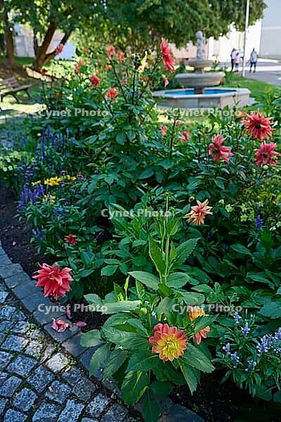 Blooming dahlias in Crailsheim town centre, summer, September, the River Jagst, the Jagst Valley, Hohenlohe, Germany [IBR125437978]