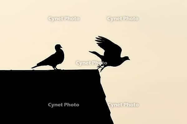 Wood pigeon (Columba palumbus) two adult garden birds on an urban house roof silhouette at sunset, England, United Kingdom [IBR125437979]