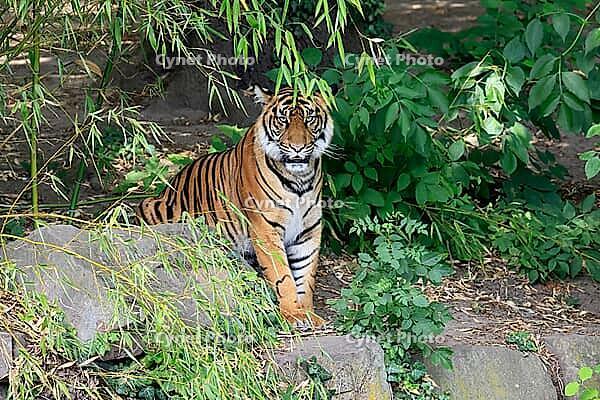 Sumatran tiger (Panthera tigris sumatrae), adult, sitting, alert, on the ground, Sumatra [IBR125437980]