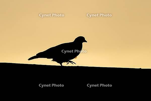 Wood pigeon (Columba palumbus) adult garden bird on an urban house roof silhouette at sunset, England, United Kingdom [IBR125437981]