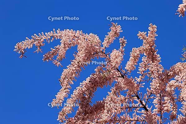 Tamarisk (Tamarix), in bloom, flower, tree, Rhineland-Palatinate, Germany [IBR125437982]