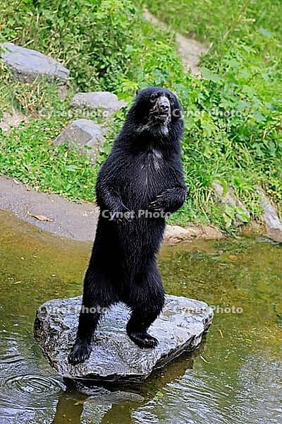 Spectacled bear (Tremarctos ornatus), Andean bear, subadult, young bear, standing upright, by the water, alert, South America [IBR125437983]