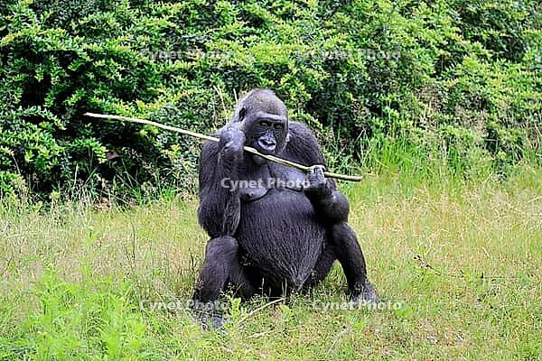 Western gorilla (Gorilla gorilla), adult, female, sitting on the ground, with food, eating, alert [IBR125437984]