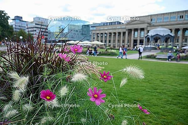 Autumn pile and summer pile on Schlossplatz, Cosmea, flowers, flower, blossom, New Castle, city, metropolis, Swabia metropolis, Swabia, Stuttgart, Neckar, GermanyB [IBR125437985]