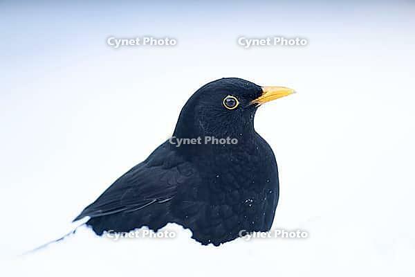 Eurasian blackbird (Turdus merula) adult male garden bird in snow in winter, England, United Kingdom [IBR125437986]