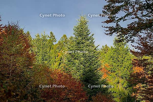 Colorful trees in a forest on a cloudy day with sunshine on the trees in autumn, Bavaria, Germany [IBR125437987]