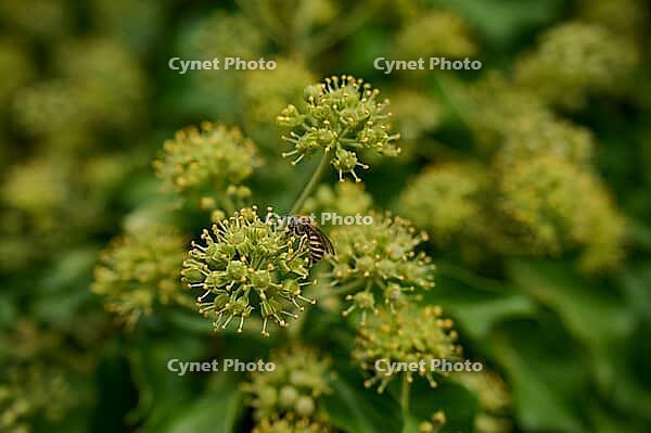 Ivy silk bee (Colletes hederae), wild bee, ivy (Hedera helix), flower, bee pasture, insect pasture, bee-friendly, insect-friendly, Bad Mergentheim, Tauber Valley, Tauber, Tauber-Franconia, Main-Tauber district, Germany [IBR125437988]