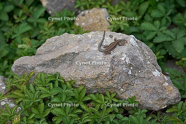 Wall lizard (Podarcis muralis), lizard, reptile, Bad Mergentheim, Tauber Valley, Tauber-Franconia, Main-Tauber district, September, summer, Germany [IBR125437989]