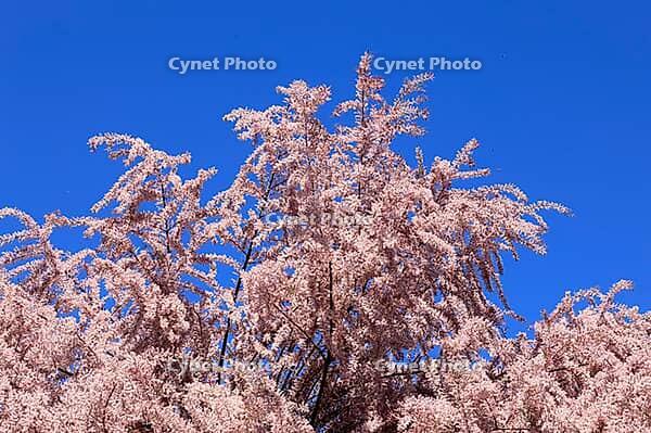 Tamarisk (Tamarix), in bloom, flower, tree, Rhineland-Palatinate, Germany [IBR125437991]