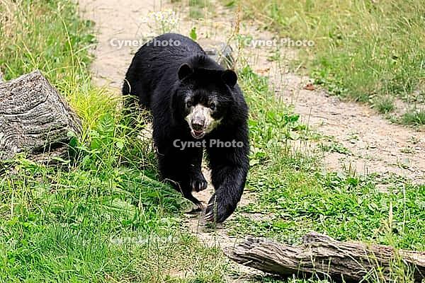 Spectacled bear (Tremarctos ornatus), Andean bear, adult, walking, alert, South America [IBR125437992]