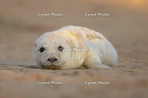 Atlantic grey seal (Halichoerus grypus) juvenile baby pup animal resting on sand dunes on a beach, England, United Kingdom [IBR125437993]