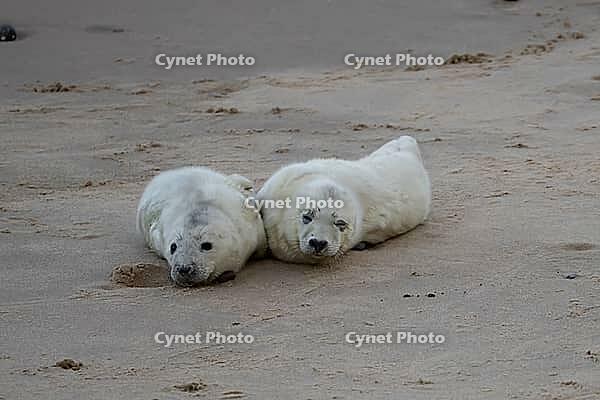 Atlantic grey seal (Halichoerus grypus) two juvenile baby pup animals resting on a beach, Norfolk, England, United Kingdom [IBR125437995]
