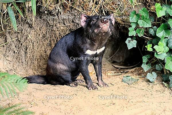 Tasmanian devil (Sarcophilus harrisii), adult, sitting on the ground near its burrow, alert, Australia, in captivity [IBR125437996]