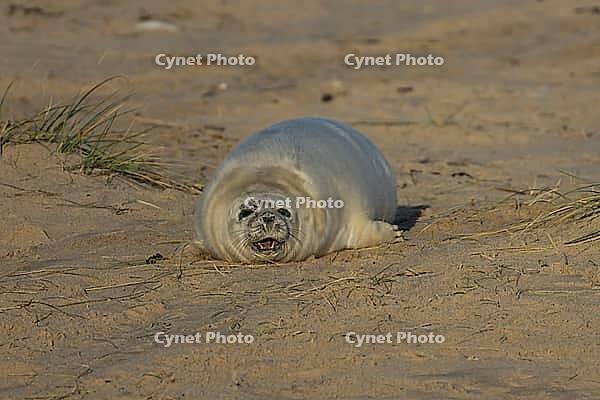 Atlantic grey seal (Halichoerus grypus) juvenile baby pup sleepy animal yawning on a beach, England, United Kingdom [IBR125437997]