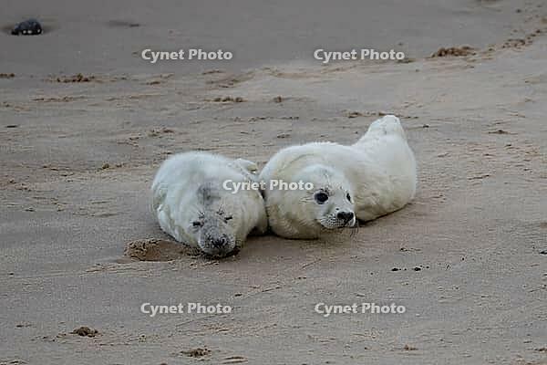 Atlantic grey seal (Halichoerus grypus) two juvenile baby pup animals resting on a beach, England, United Kingdom [IBR125437998]