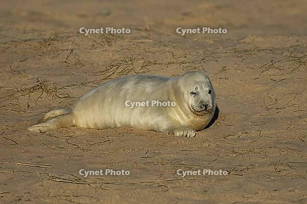Atlantic grey seal (Halichoerus grypus) juvenile baby pup animal sleeping on a beach, Norfolk, England, United Kingdom [IBR125437999]