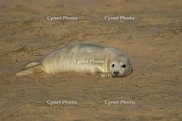 Atlantic grey seal (Halichoerus grypus) juvenile baby pup animal resting on a beach, England, United Kingdom [IBR125438000]