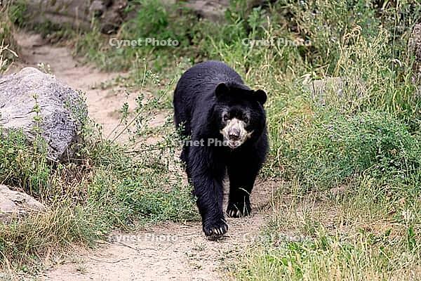 Spectacled bear (Tremarctos ornatus), Andean bear, adult, walking, alert, South America [IBR125438001]