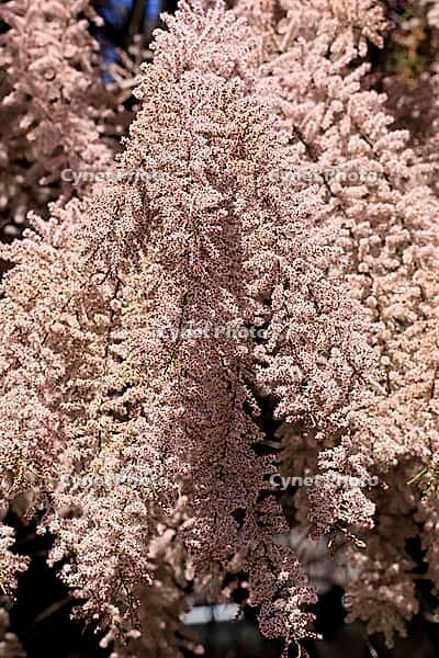 Tamarisk (Tamarix), in bloom, flower, tree, Rhineland-Palatinate, Germany [IBR125438002]