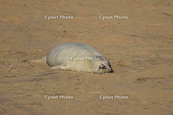 Atlantic grey seal (Halichoerus grypus) juvenile baby pup animal sleeping on a beach, Norfolk, England, United Kingdom [IBR125438003]