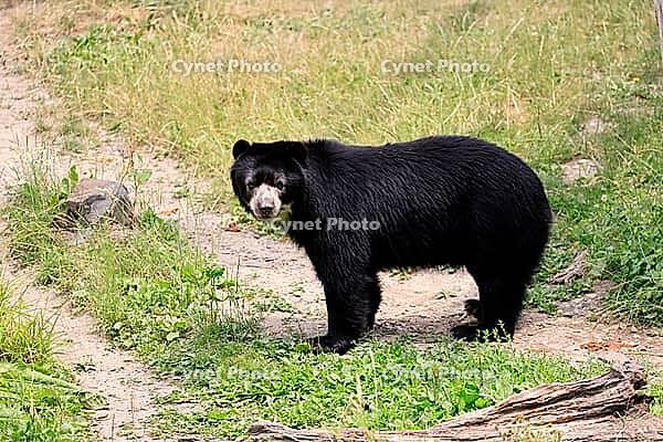 Spectacled bear (Tremarctos ornatus), Andean bear, adult, alert, South America [IBR125438004]