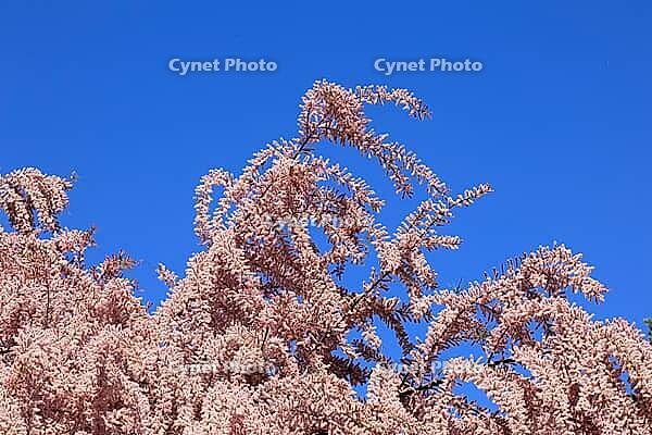 Tamarisk (Tamarix), in bloom, flower, tree, Rhineland-Palatinate, Germany [IBR125438005]