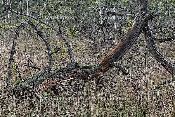 Deadwood in the moor, Emsland, Lower Saxony, Germany [IBR125438006]