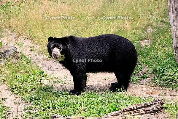 Spectacled bear (Tremarctos ornatus), Andean bear, adult, alert, South America [IBR125438008]