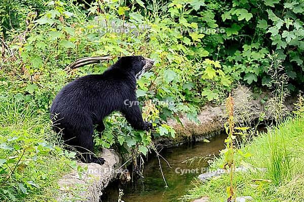 Spectacled bear (Tremarctos ornatus), Andean bear, subadult, half-grown young, by the water, alert, South America [IBR125438009]