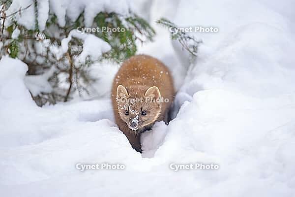 European pine marten (Martes martes) in the snow in winter, Bavaria, Germany [IBR125438011]