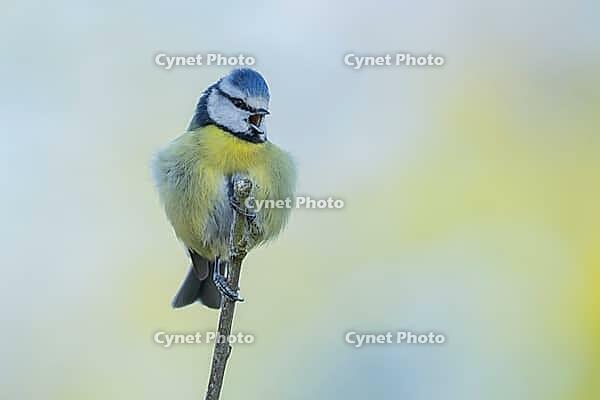 Blue tit (Cyanistes caeruleus) adult garden bird singing on a tree branch in spring, England, United Kingdom [IBR125438012]