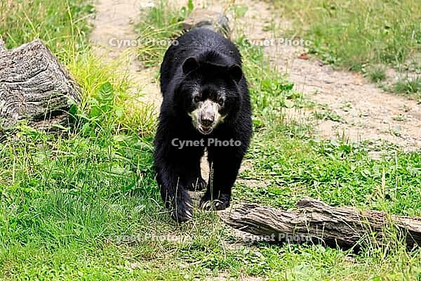 Spectacled bear (Tremarctos ornatus), Andean bear, adult, walking, alert, South America [IBR125438013]