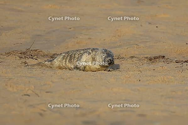 Atlantic grey seal (Halichoerus grypus) juvenile baby pup animal sleeping on a beach, England, United Kingdom [IBR125438015]