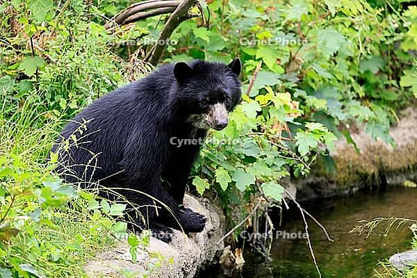 Spectacled bear (Tremarctos ornatus), Andean bear, subadult, half-grown young, by the water, alert, South America [IBR125438017]