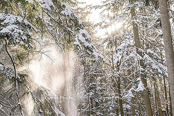 Snowy norway spruce (Picea abies) forest in the Bavarian Forest national park, Bavaria, Germany [IBR125438018]