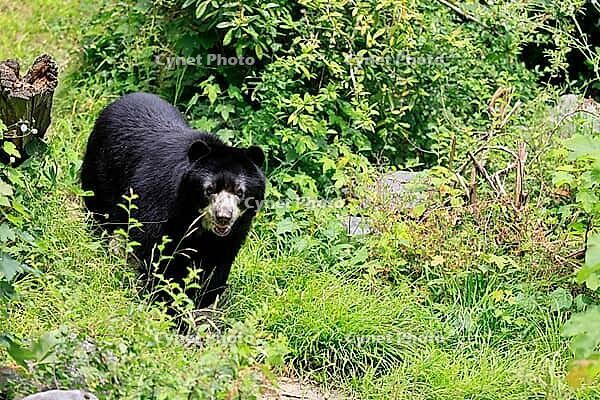 Spectacled bear (Tremarctos ornatus), Andean bear, adult, walking, alert, South America [IBR125438019]