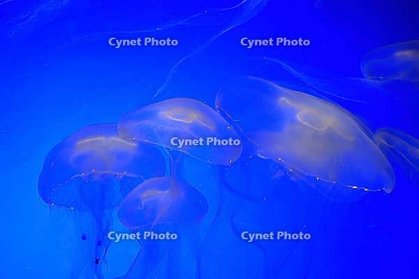 Moon jellyfish (Aurelia aurita), group, in water, in captivity, Germany [IBR125438020]