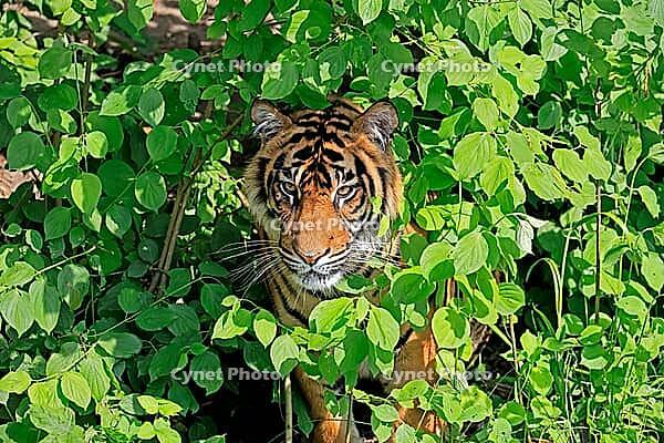Sumatran tiger (Panthera tigris sumatrae), adult, portrait, alert, Sumatra [IBR125438021]