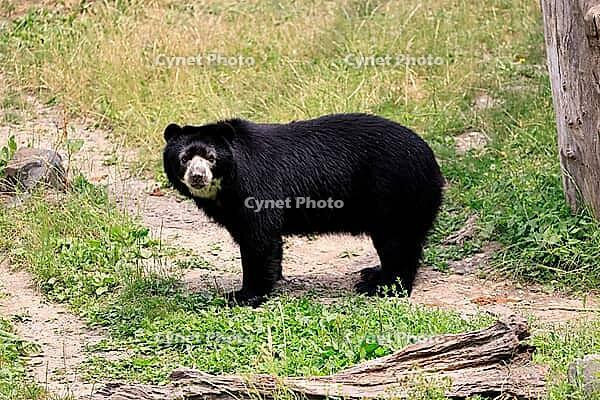 Spectacled bear (Tremarctos ornatus), Andean bear, adult, alert, South America [IBR125438022]