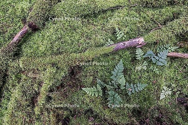 Moss and spiny fern (Dryopteris carthusiana) on the forest floor, Emsland, Lower Saxony, Germany [IBR125438023]