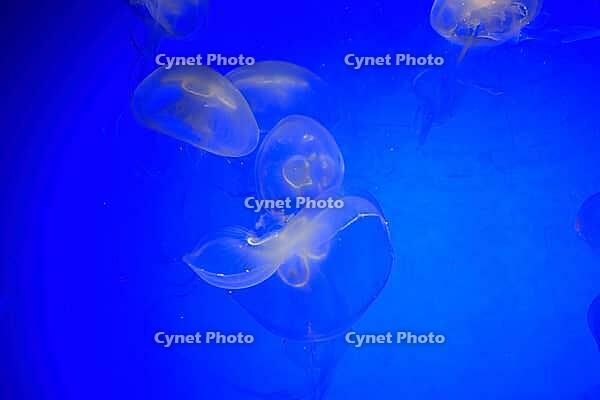 Moon jellyfish (Aurelia aurita), group, in water, in captivity, Germany [IBR125438024]