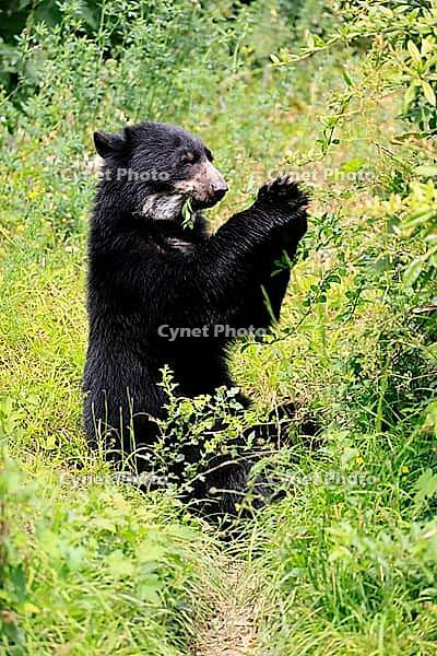 Spectacled bear (Tremarctos ornatus), Andean bear, subadult, sitting on the ground, feeding, South America [IBR125438025]