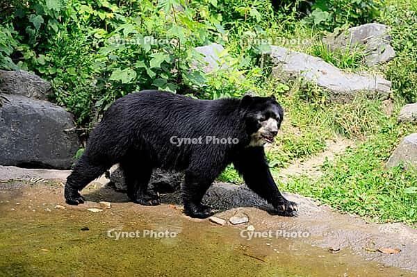 Spectacled bear (Tremarctos ornatus), Andean bear, adult, walking, by the water, alert, South America [IBR125438027]