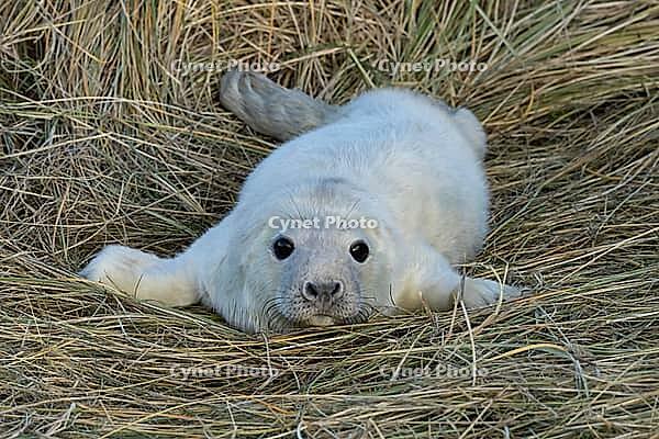 Atlantic grey seal (Halichoerus grypus) juvenile baby pup animal resting on sand dunes on a beach, England, United Kingdom [IBR125438029]