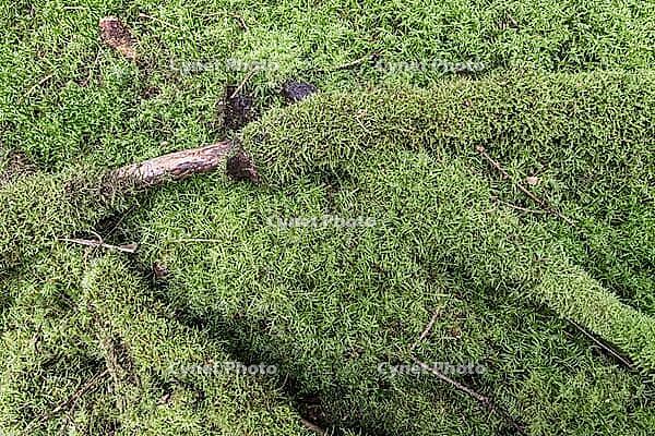 Moss am Waldboden, Emsland, Lower Saxony, Germany [IBR125438030]