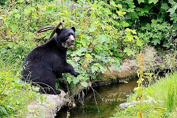 Spectacled bear (Tremarctos ornatus), Andean bear, subadult, half-grown young, by the water, alert, South America [IBR125438032]